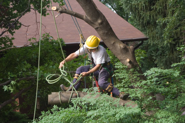 Best Palm Tree Trimming  in Westport, IN