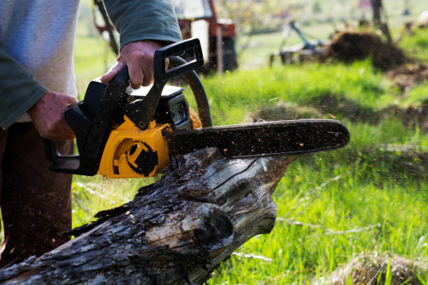 How Our Tree Care Process Works  in  Westport, IN